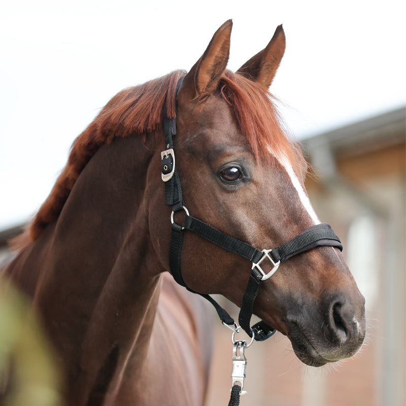 Kavalkade Halfter "Classic Simple"