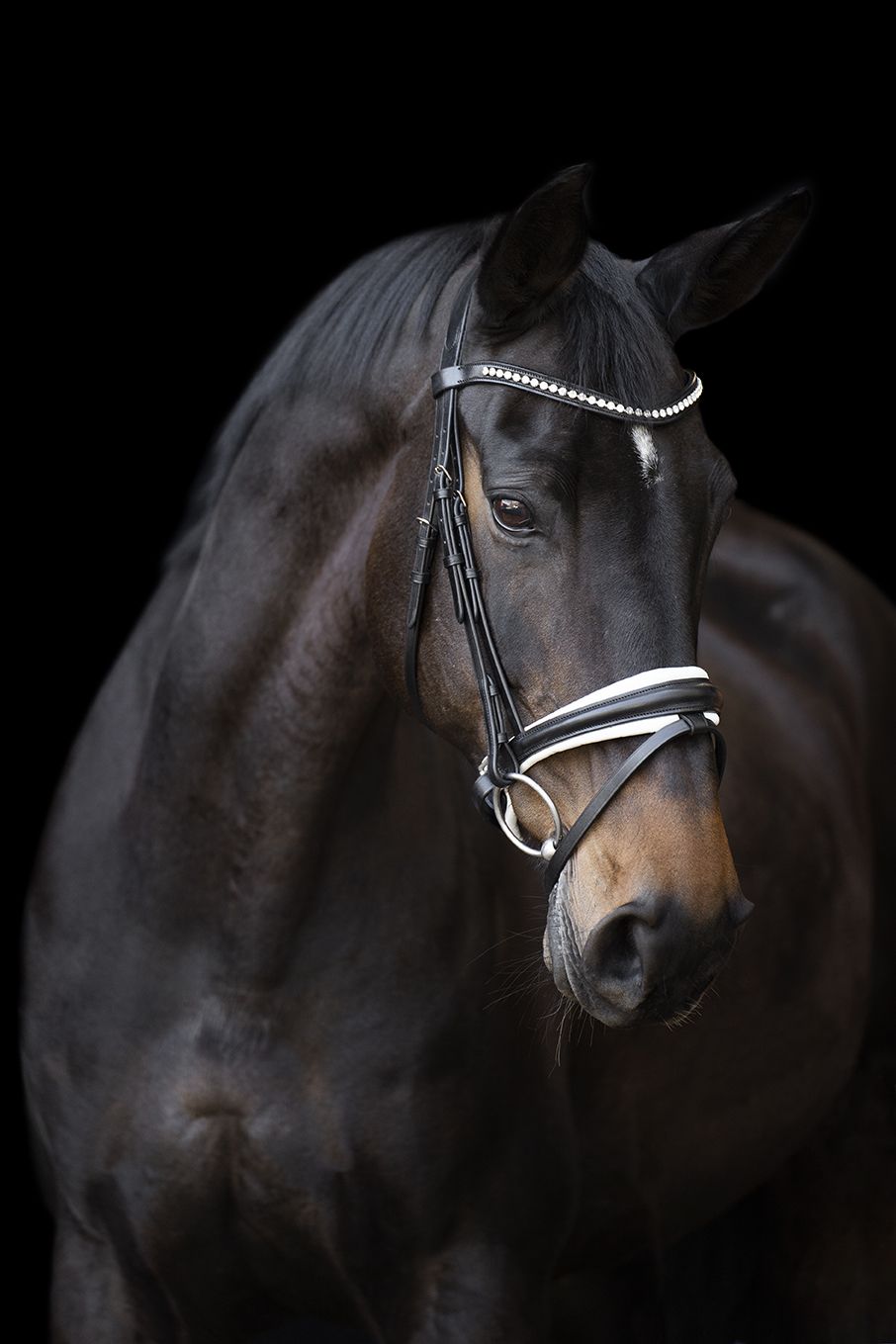 Imperial Riding Trense IHRFria