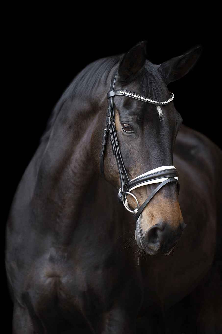 Imperial Riding Trense IHRFria - FRZ Pferdesport