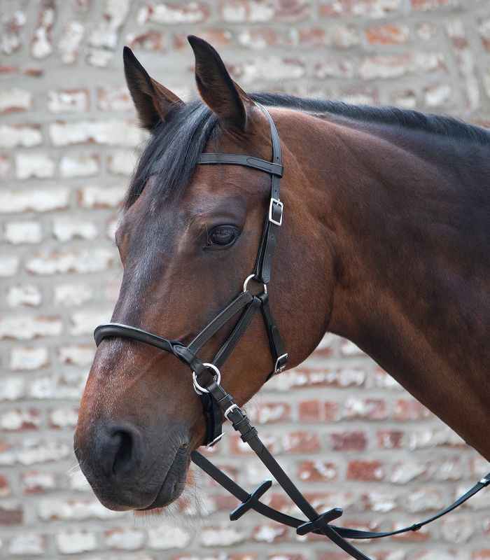 Linda Tellington Jones Lindel - FRZ Pferdesport