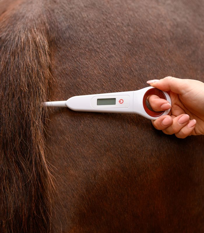 Waldhausen Digital-Fieberthermometer für Pferde