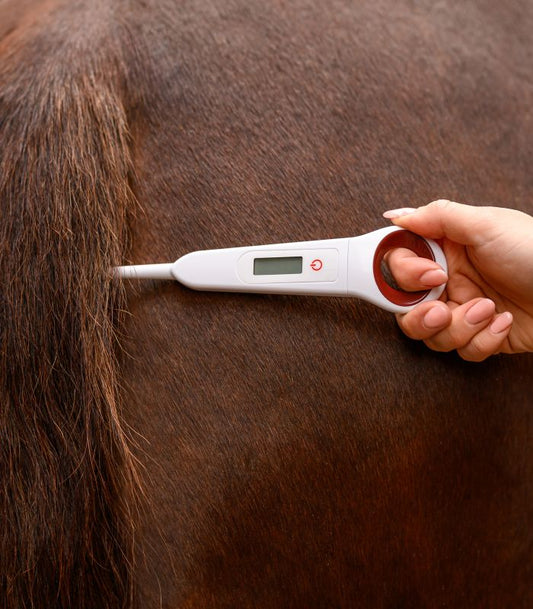 Waldhausen Digital-Fieberthermometer für Pferde