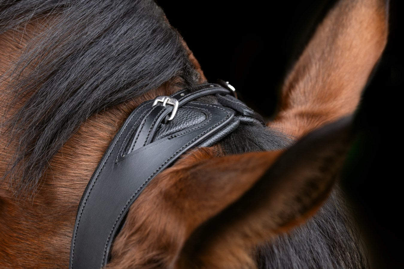 Covalliero Trensenzaum Anatomic