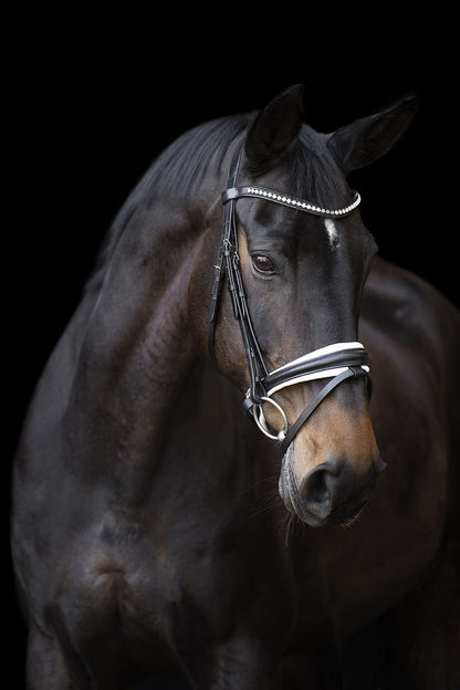 Imperial Riding Trense IHRFria