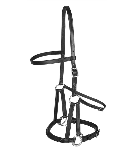 Linda Tellington Jones Lindel