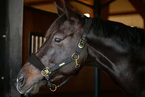 Catago FIR-Tech Halfter Grand