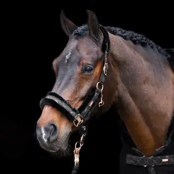 HV Polo Halfter Welmoed Shine Black-Rosegold WB